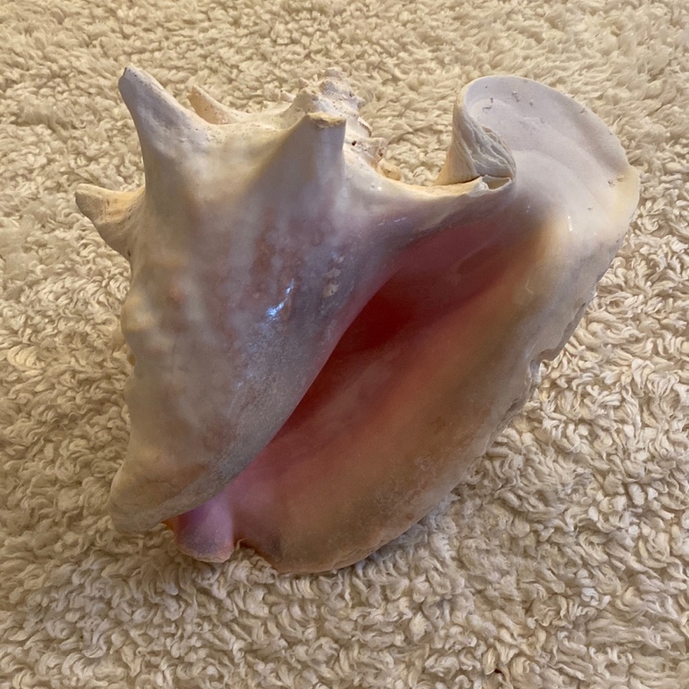 Conch Shell
